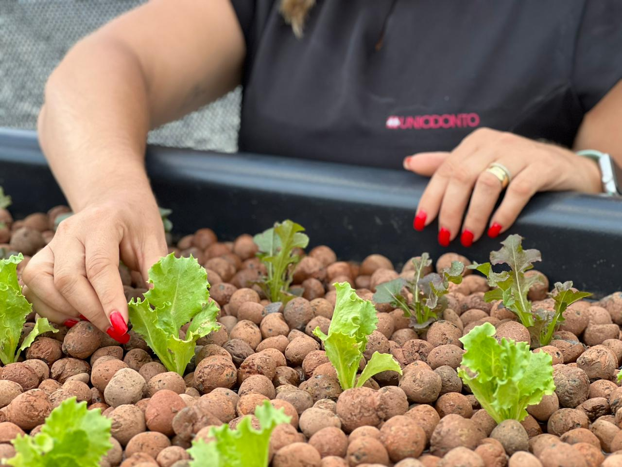 Uniodonto Goiânia cultiva horta com sistema de aquaponia